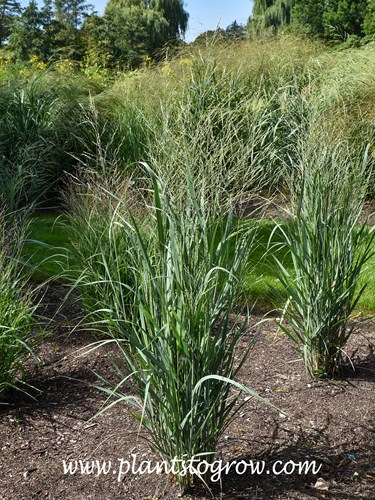 Totem Pole Switch Grass (Panicum virgatum)
a young plant